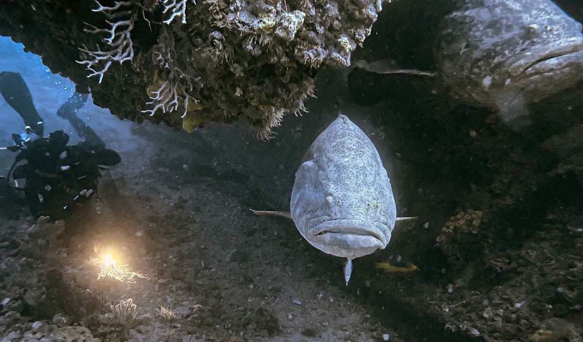 Sayangnya, ikan kerapu raksasa ini dikategorikan sebagai spesies yang rentan terhadap kepunahan.