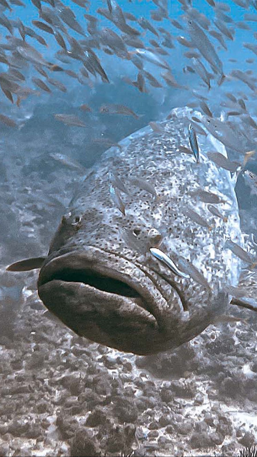 Ikan kerapu Atlantic Goliath Grouper memiliki ukuran yang setara dengan manusia dewasa.