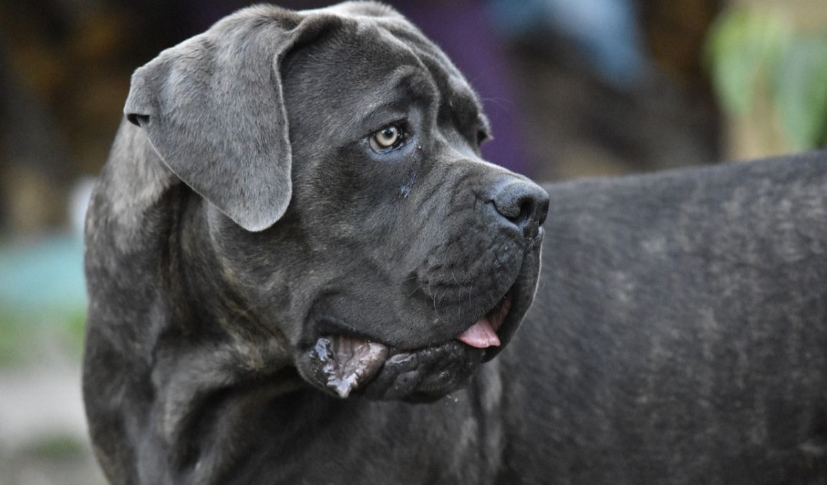 10. Cane Corso