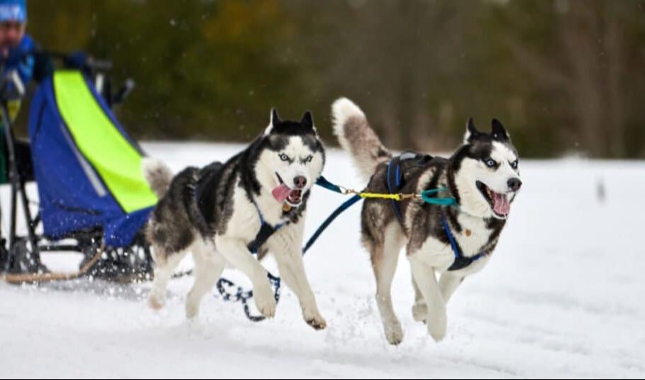 6. Siberian Husky