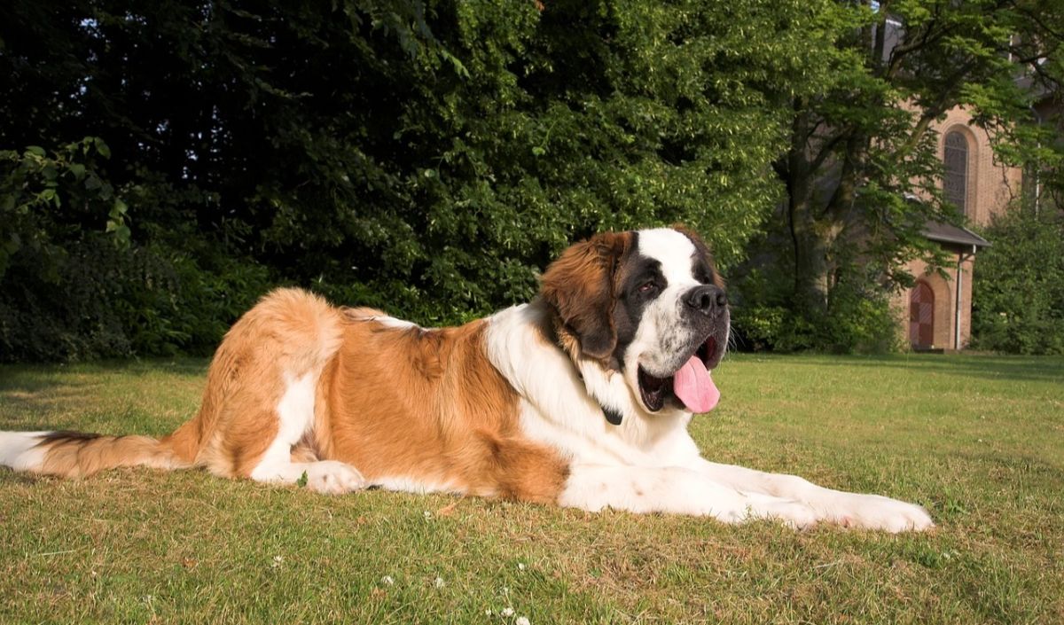 2. Saint Bernard