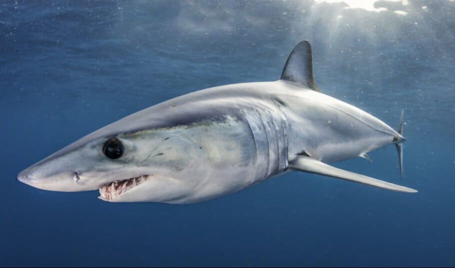 7. Hiu Mako Shortfin