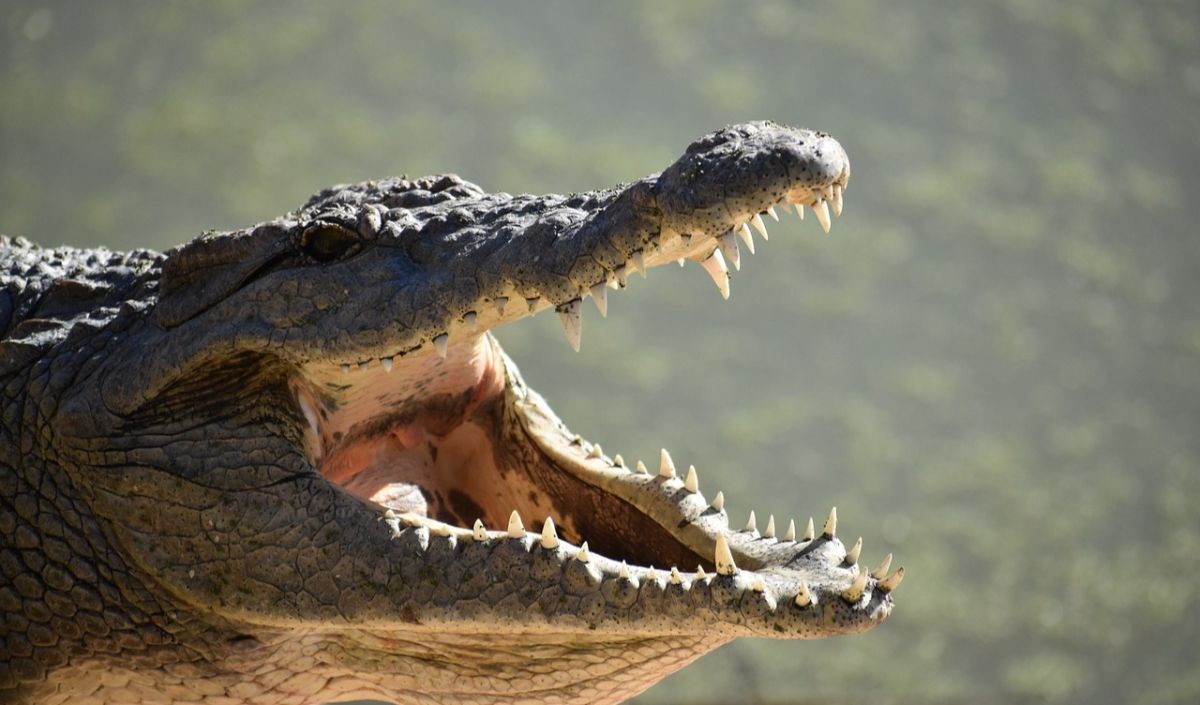 5. Buaya