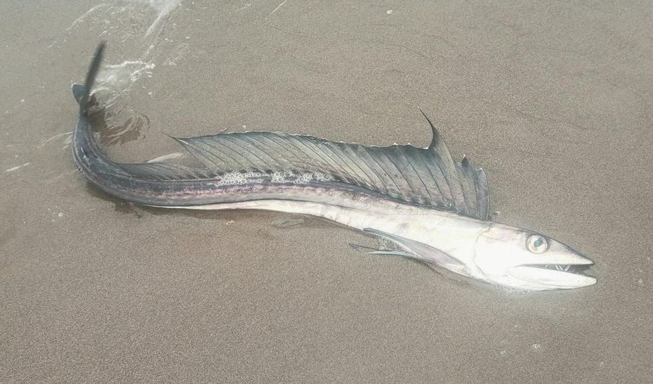 8. Lancetfish