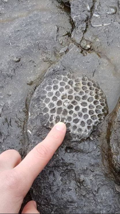 Penampakan Fosil Makhluk Tertua di Bumi, Diduga Berusia 890 Juta Tahun dan Tinggal Dalam Laut