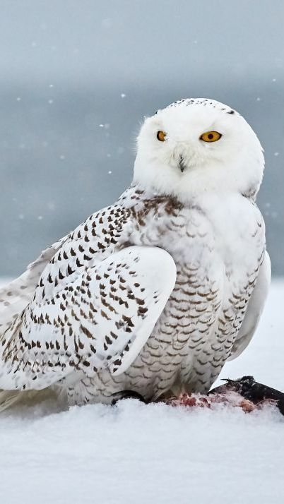 9 Jenis Burung Hantu Paling Langka di Dunia, Hewan Predator yang Cantik
