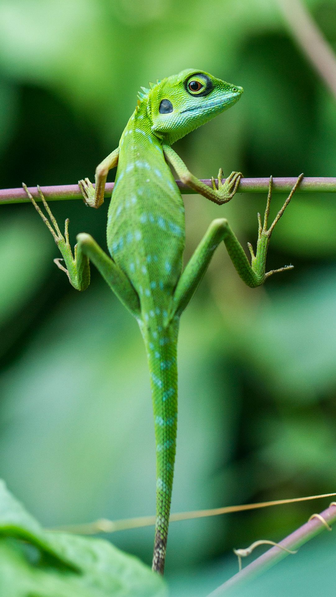 Fakta Menarik Kadal Basilisk, Hewan yang Mampu Berenang dan Berlari di Atas Air