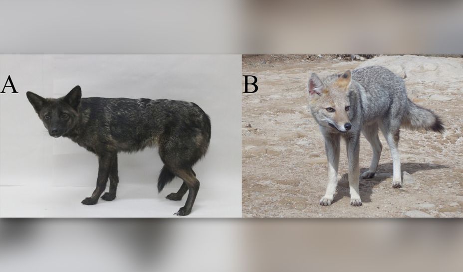5. 'Dogixm' (Anjing dan Rubah)