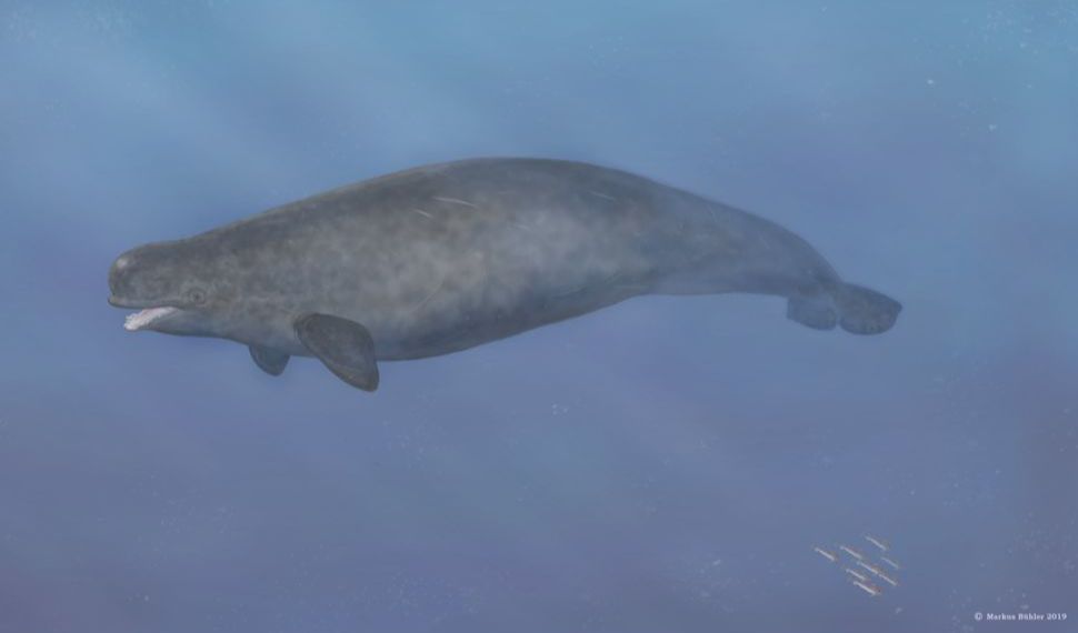 6.Narluga