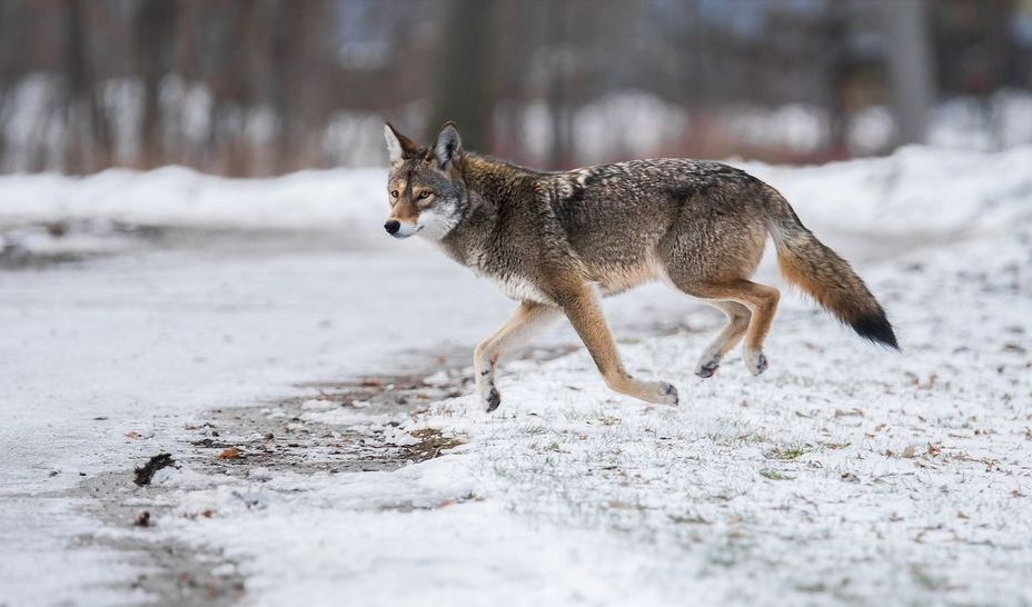 7.Coywolf