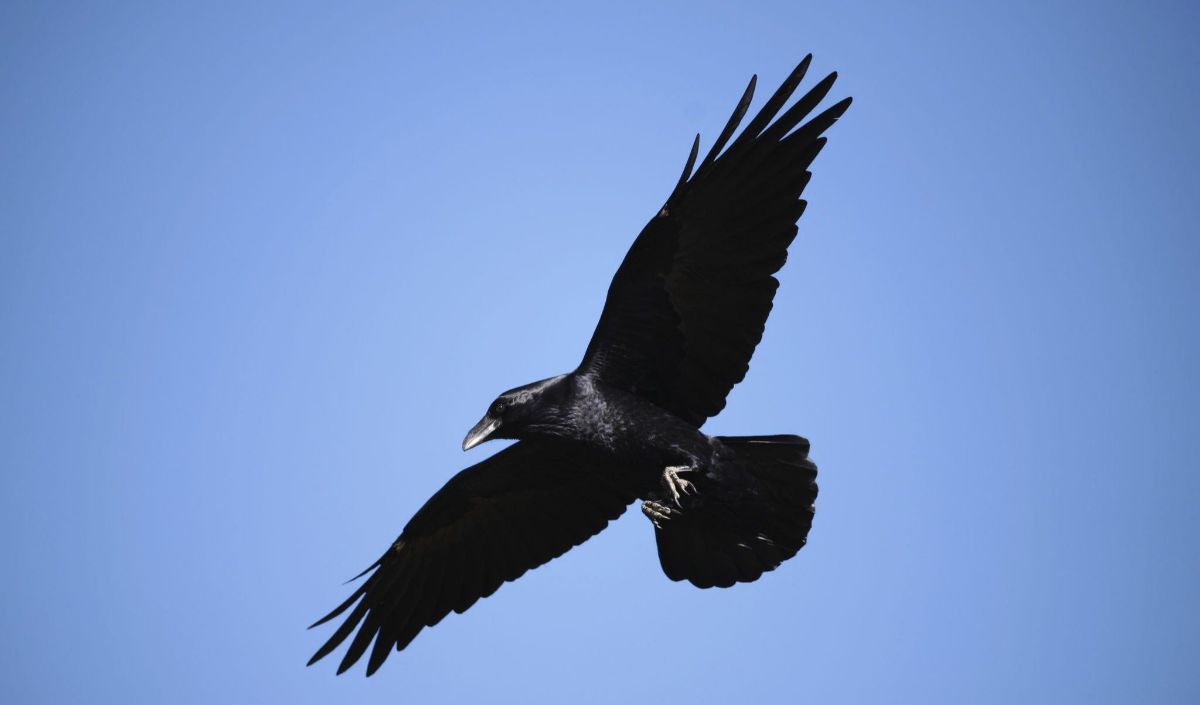 7 Fascinating Facts About Crows | trstdly: trusted news in simple english