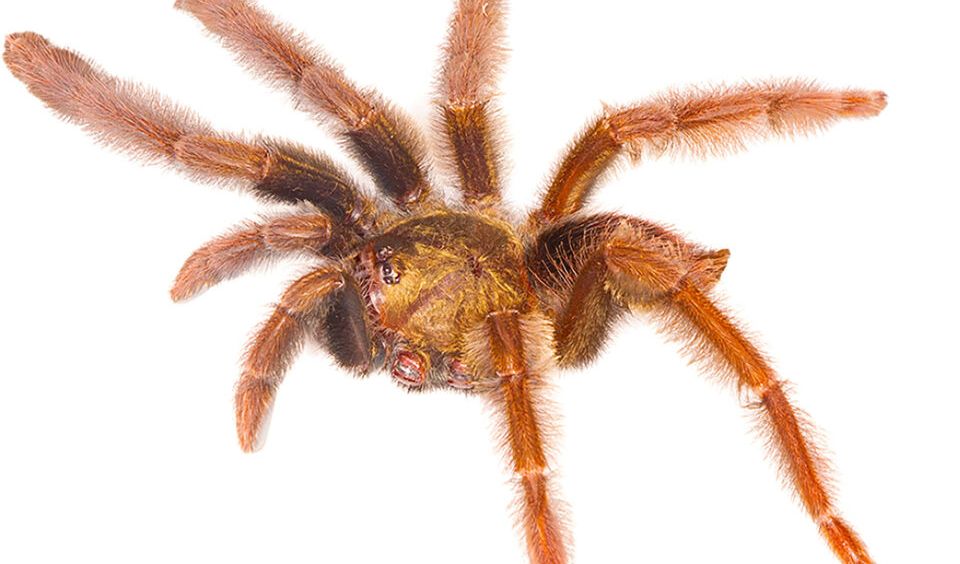 Ancaman kepunahan spesies tarantula