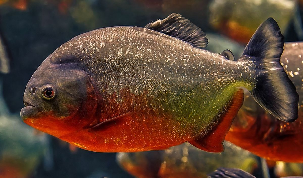 2. Piranha