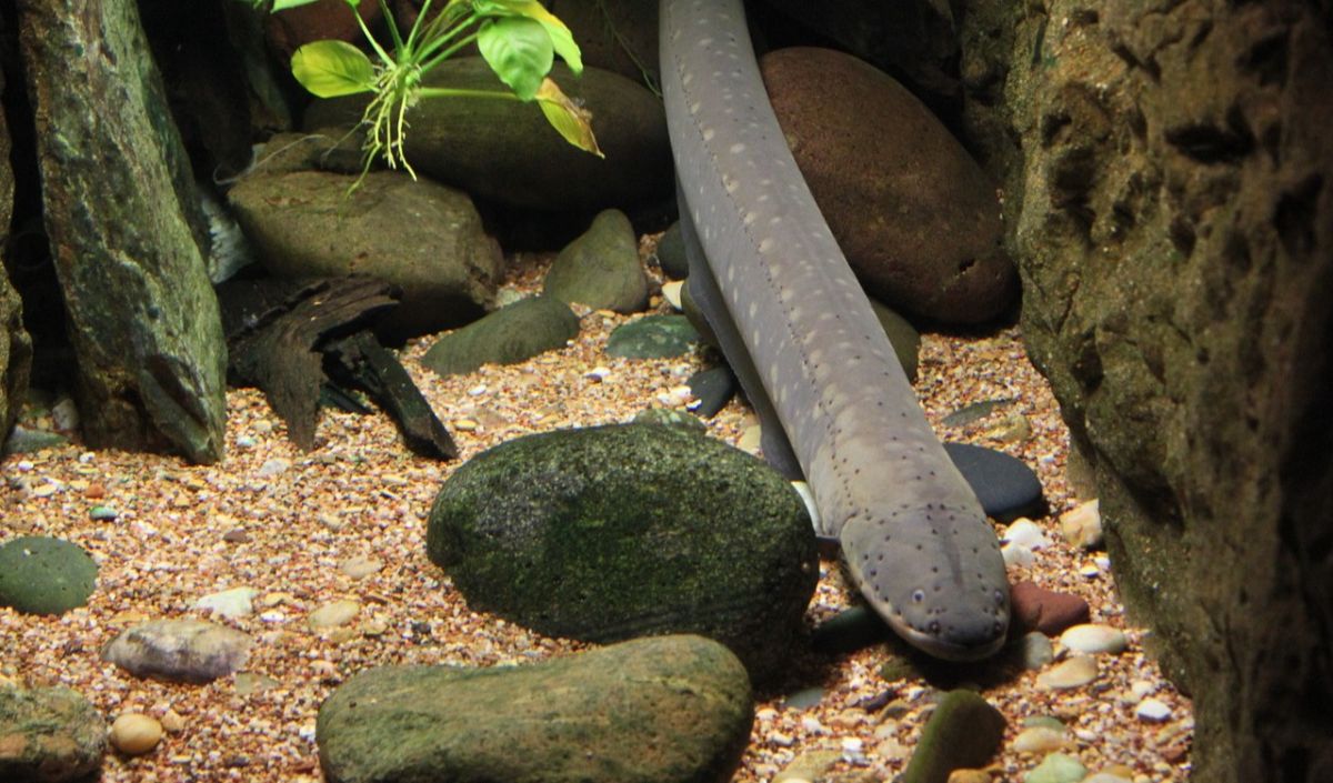 7. Belut Listrik