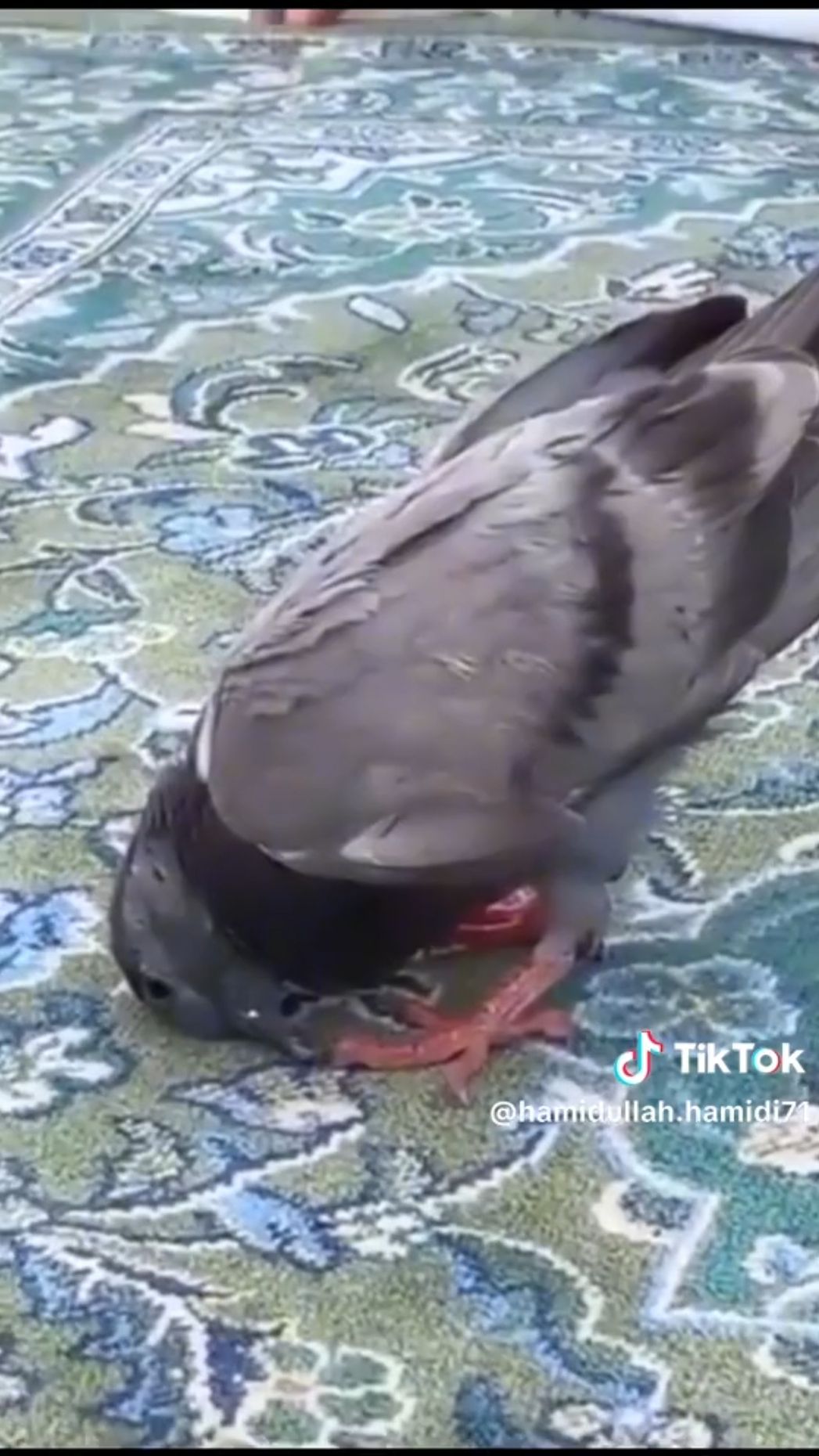 Viral Burung Merpati Sujud di Masjidil Haram, Jadi Sorotan Jemaah yang Hendak Sholat