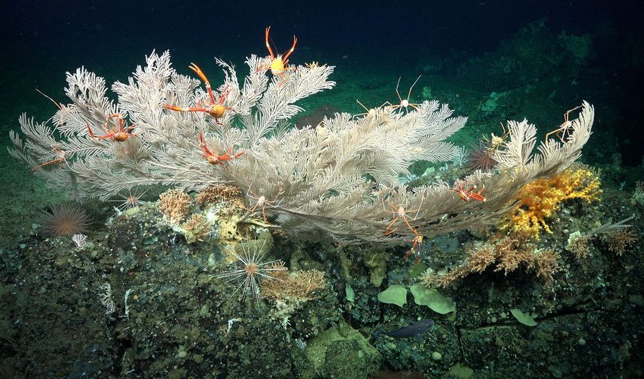 Terumbu karang laut dalam