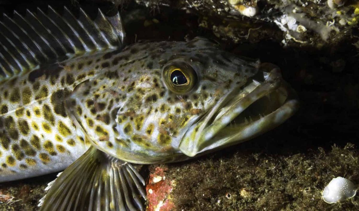 4. Ikan Lingcod Pasifik