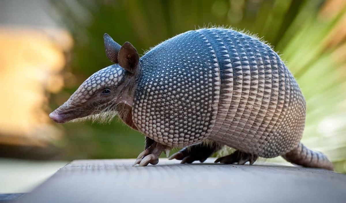 5.Armadillo Raksasa