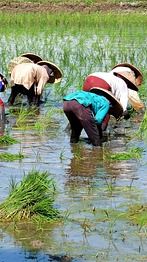 Ternyata Tanam Padi Sudah Dilakukan Sejak 3.000 Tahun Lalu oleh Bangsa Ini