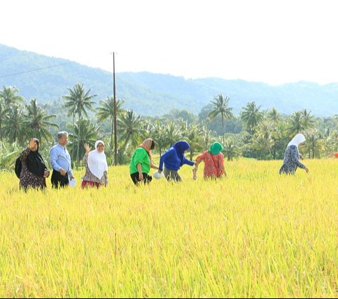 Hingga saat ini, Mazandaran tetap menjadi wilayah yang digunakan untuk bercocok tanam padi.