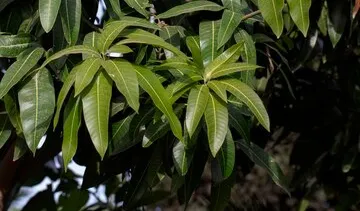 Tak Hanya Buahnya Yang Enak, Daun Mangga Ternyata Bisa Mengurangi ...