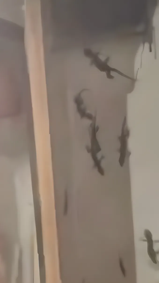 Langsung Mundur Saat Usir Tokek Dikira Cuma Satu, Ternyata Banyak Lagi Ngumpul di Balik Pintu