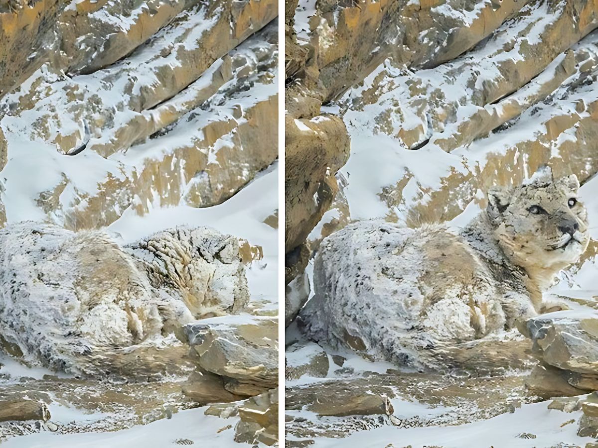 Snow Leopard