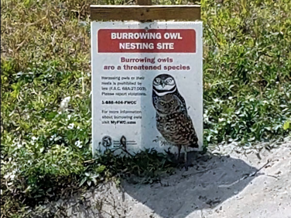 Burung Hantu Asli