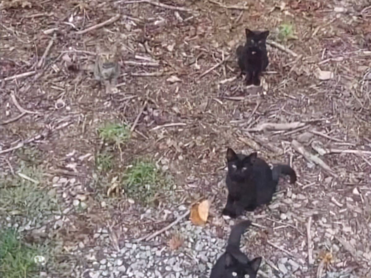 4 Kucing