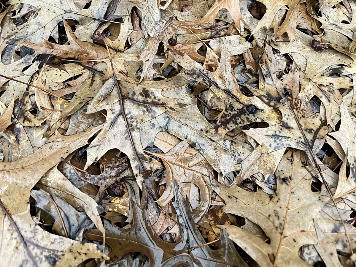 Katak di Sela Dedaunan