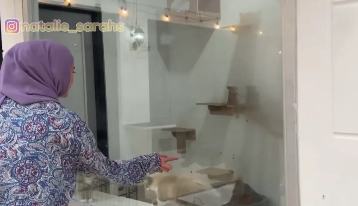 Memiliki Rumah Kucing
