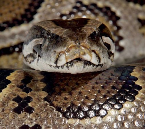 Australian Man Sitting On Toilet Spots Enormous Python Lounging Atop Shower