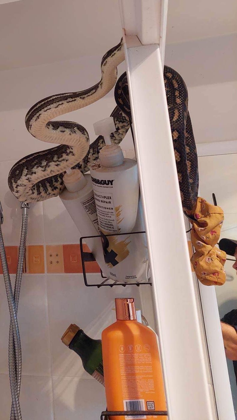 Watch: Australian man sitting on toilet spots big snake atop his shower 