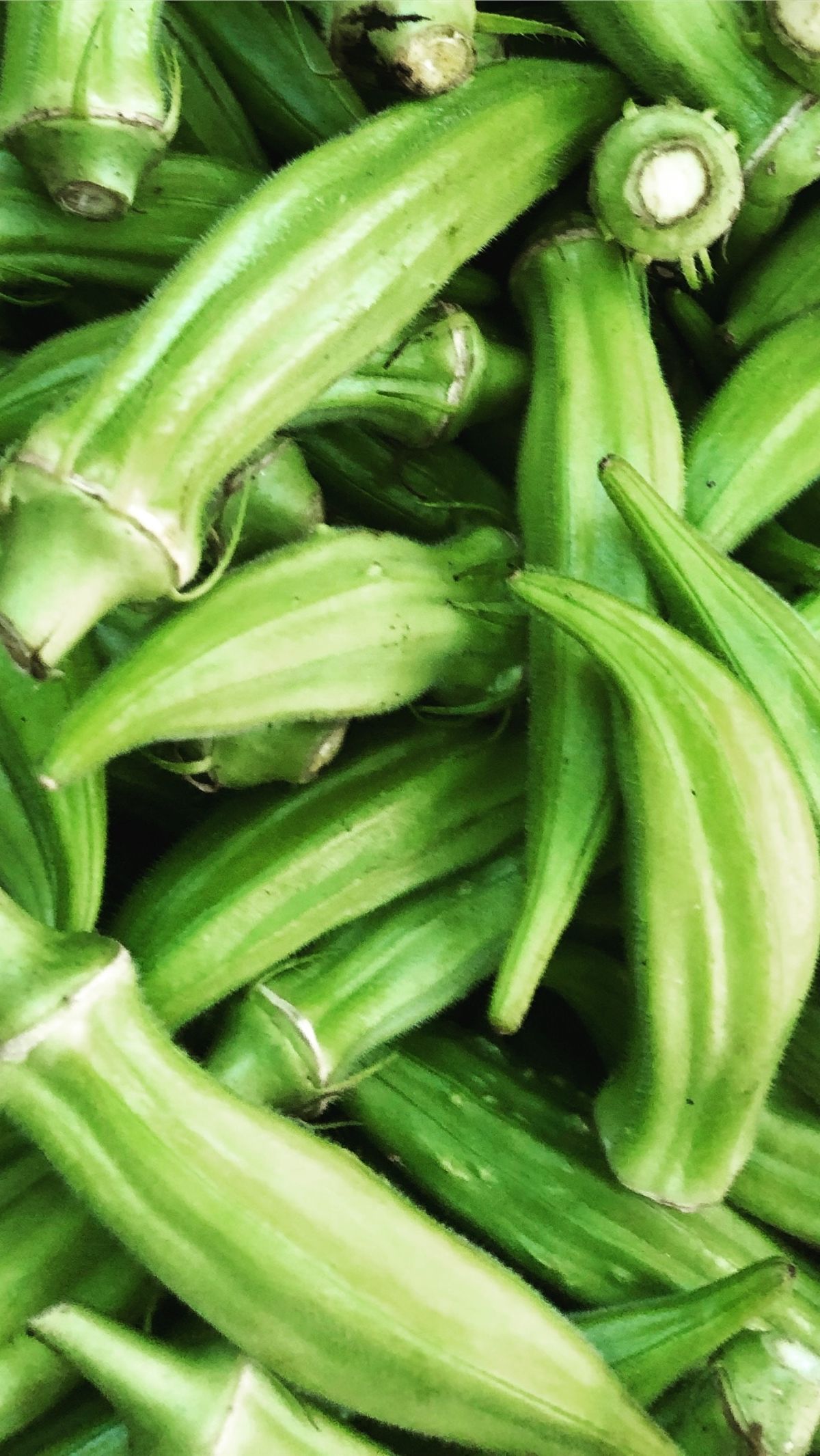 Okra