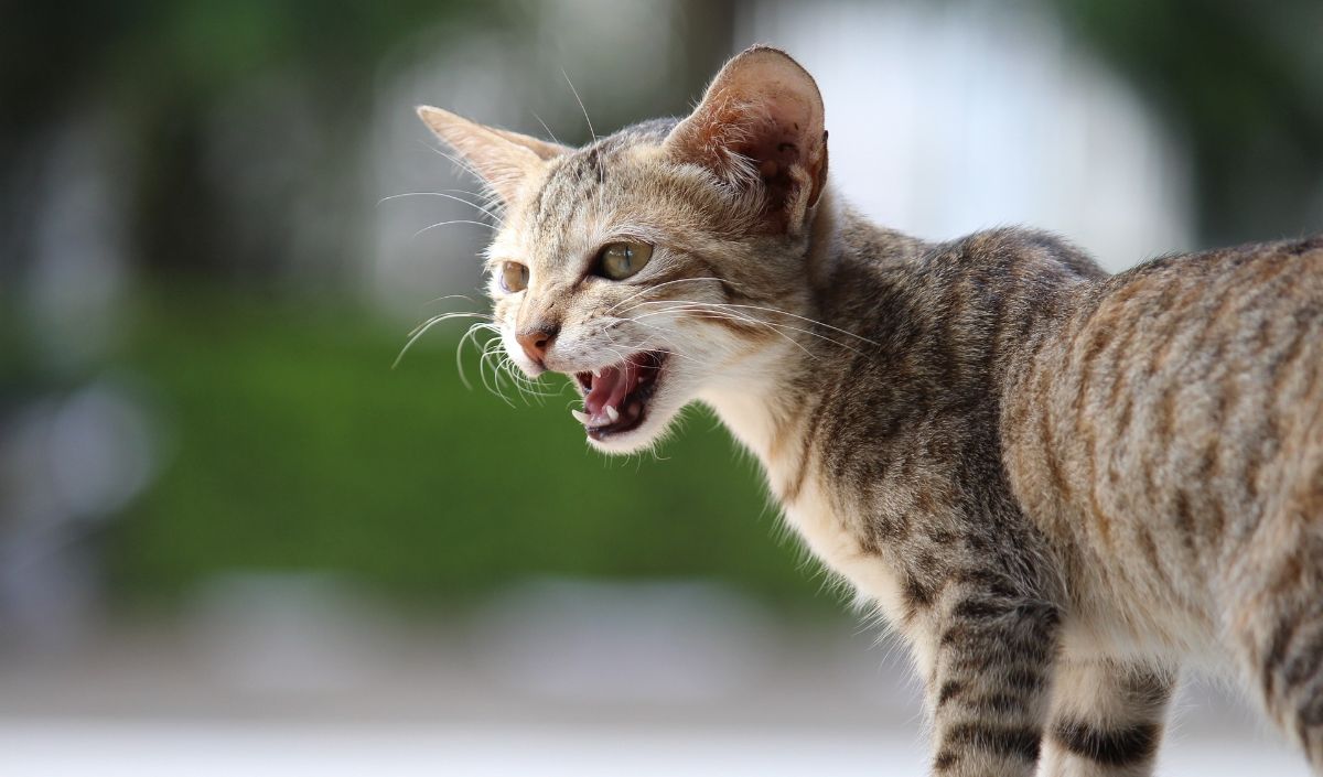 4 Cara Mencegah Rabies yang Penting Diketahui, Vaksin Hewan Peliharaan