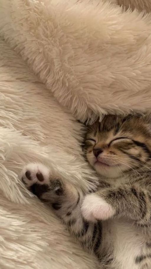 7 Drinks That Can Make You Sleepy trstdly trusted news in simple english