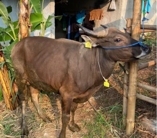 Kompak Banget, 7 Wanita Bersahabat Ini Rela Nabung Bareng Demi Kurban Sapi