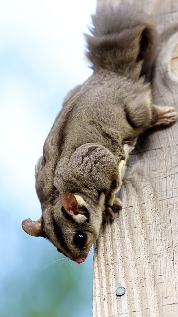 10 Tips on Caring for a Sugar Glider: A Guide for First-Time Owners