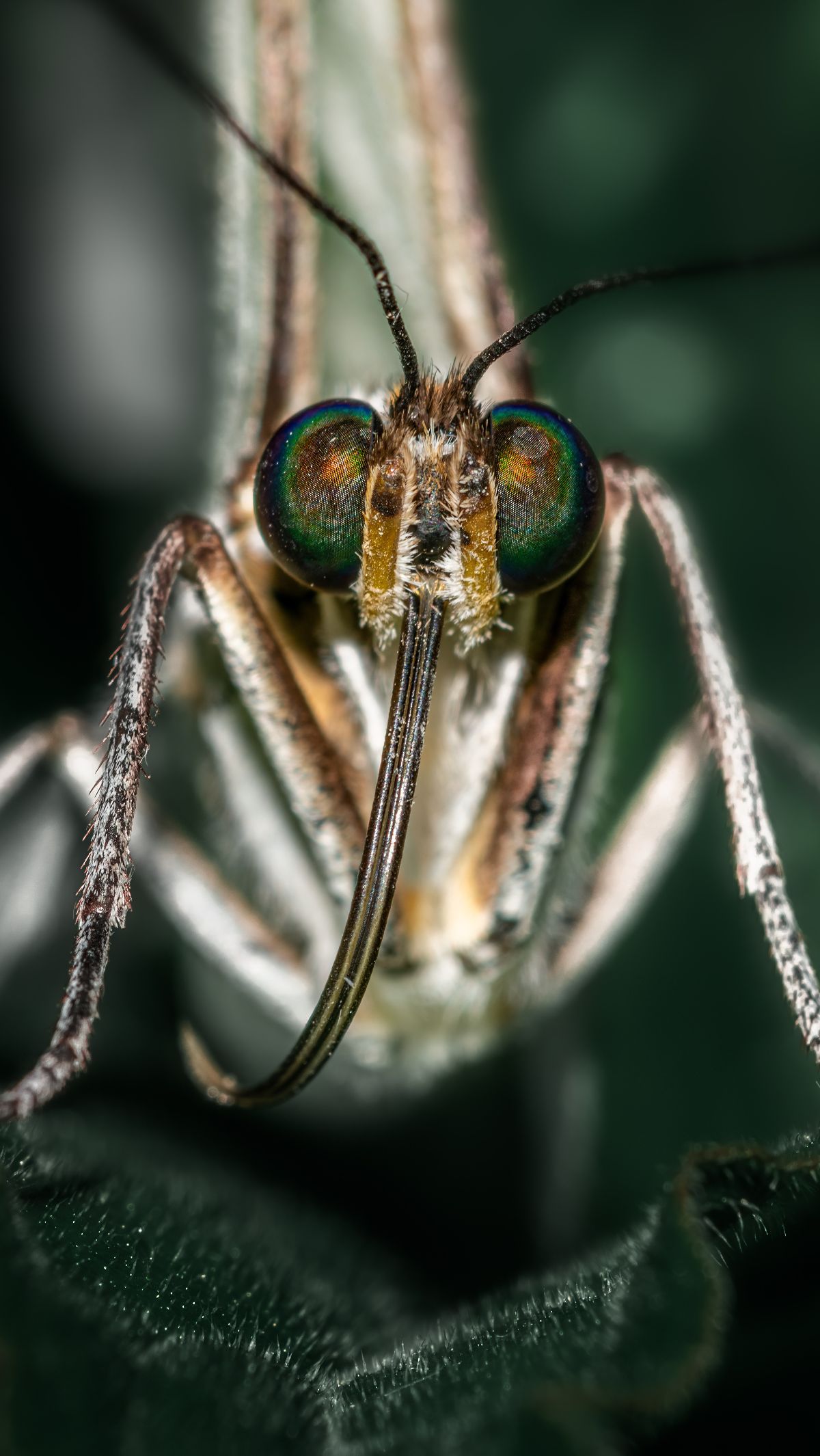 Anopheles Nyamuk Penyebab Malaria, Berkembang Biak Di Daerah Tropis