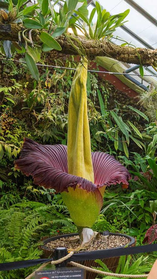 Uniknya, saat mekar suhu bunga bangkai raksasa meningkat hingga 50-60 Celsius. Pada beberapa kasus, tanaman tersebut juga tampak mengeluarkan asap dari bagian dalamnya.