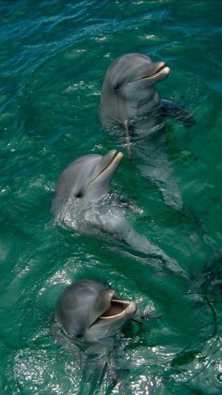 5 Surprising Facts about Dolphins | trstdly: trusted news in simple english