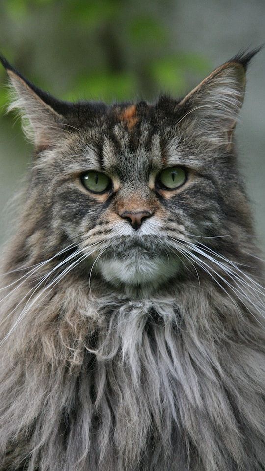 5 Interesting Facts About Maine Coon Cats That Will Surprise You ...