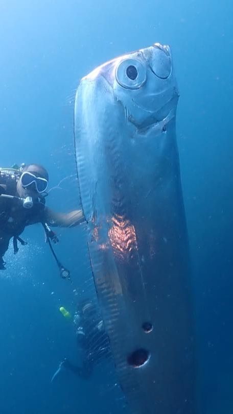 Scuba Divers Met One of The Rare Fish in The World | trstdly: trusted ...