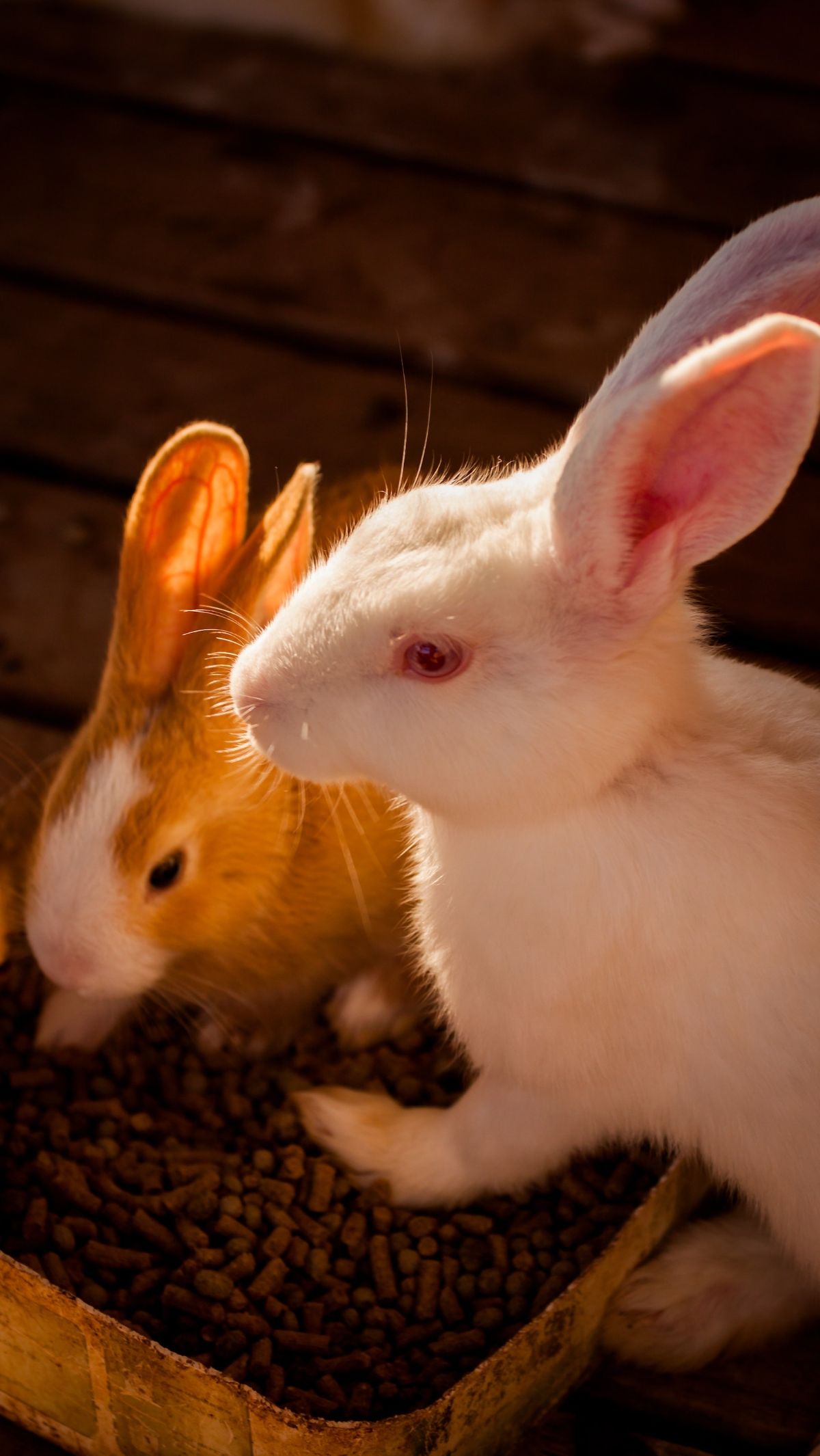 7 Fun Facts About Rabbits That Will Make You Fall in Love with Them
