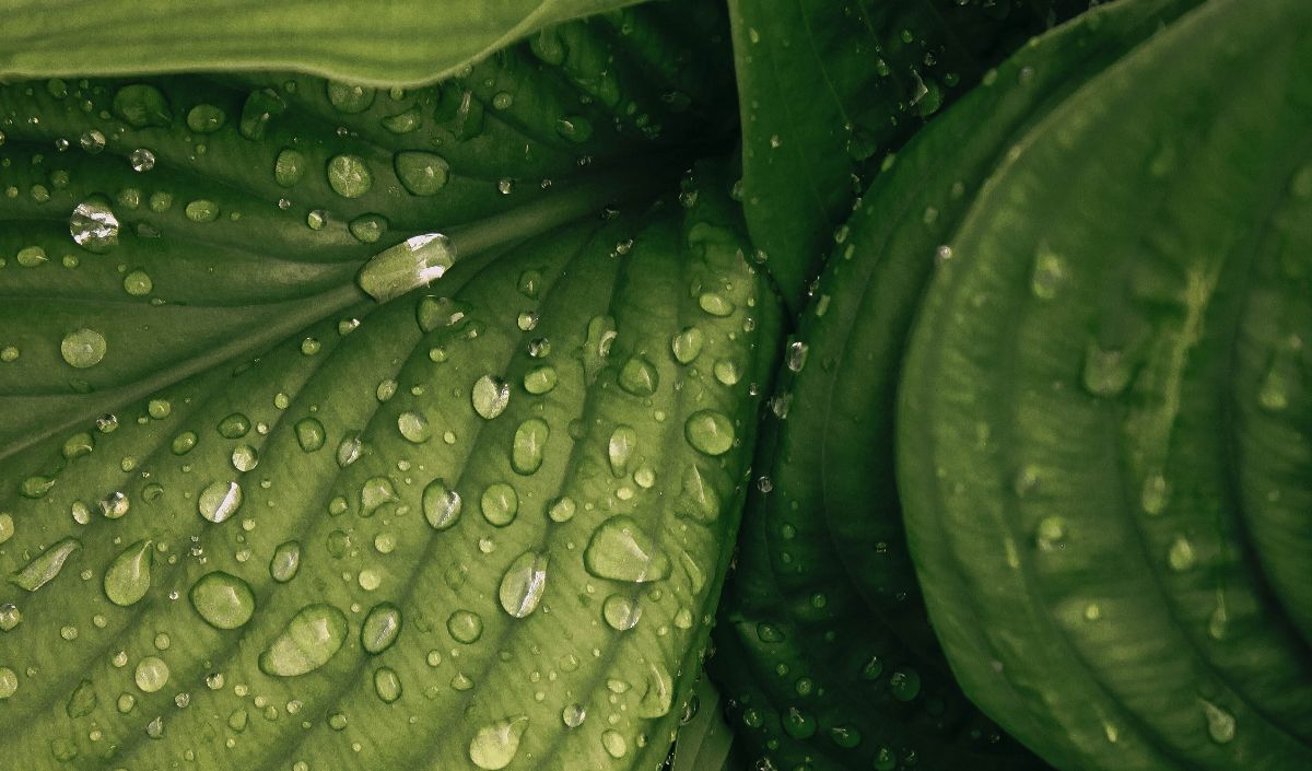 Pada tanaman dikotil, jumlah stomata lebih besar di permukaan bawah daripada di permukaan atas daun.