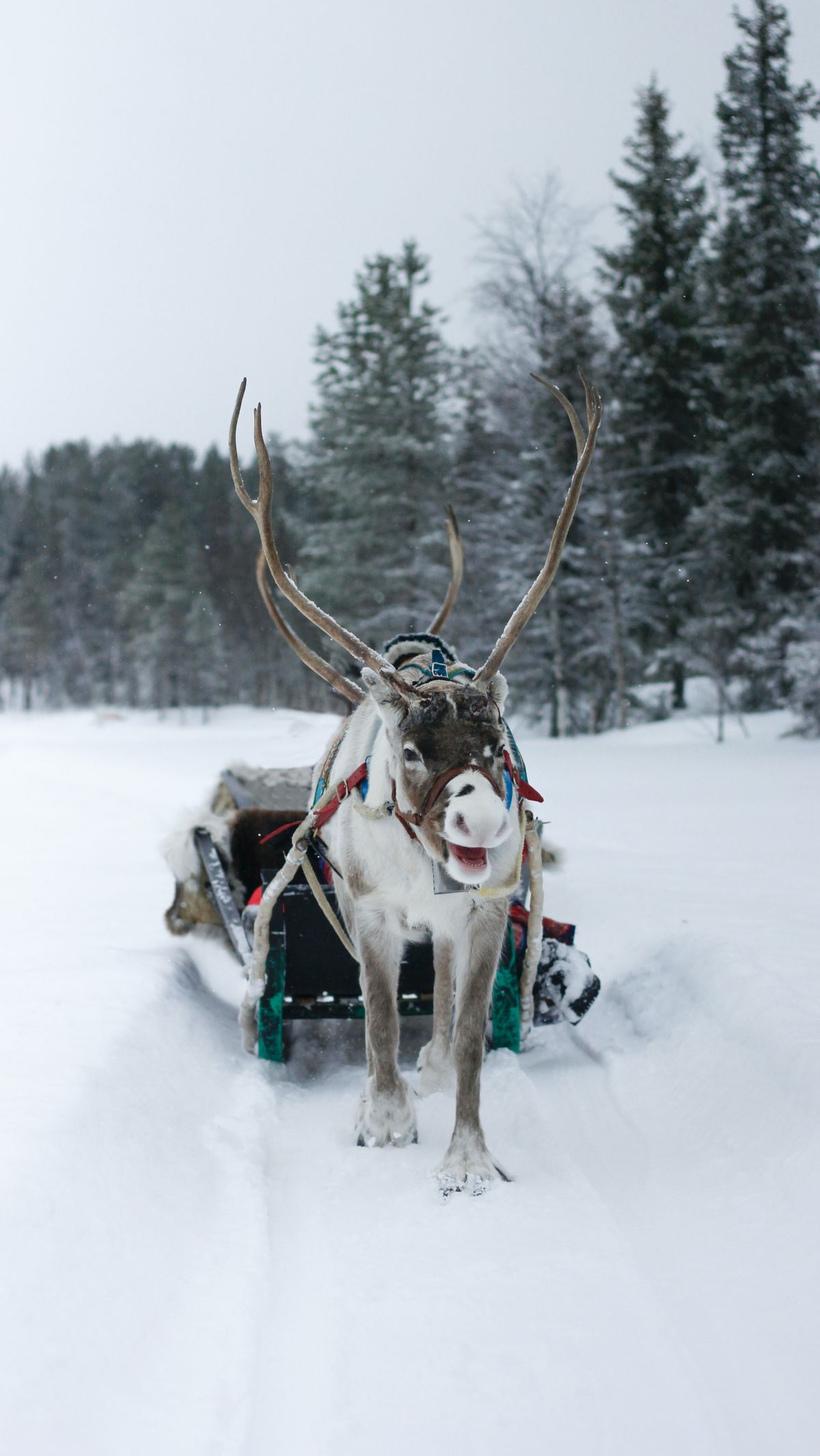 2. Lapland - A Winter Wonderland
