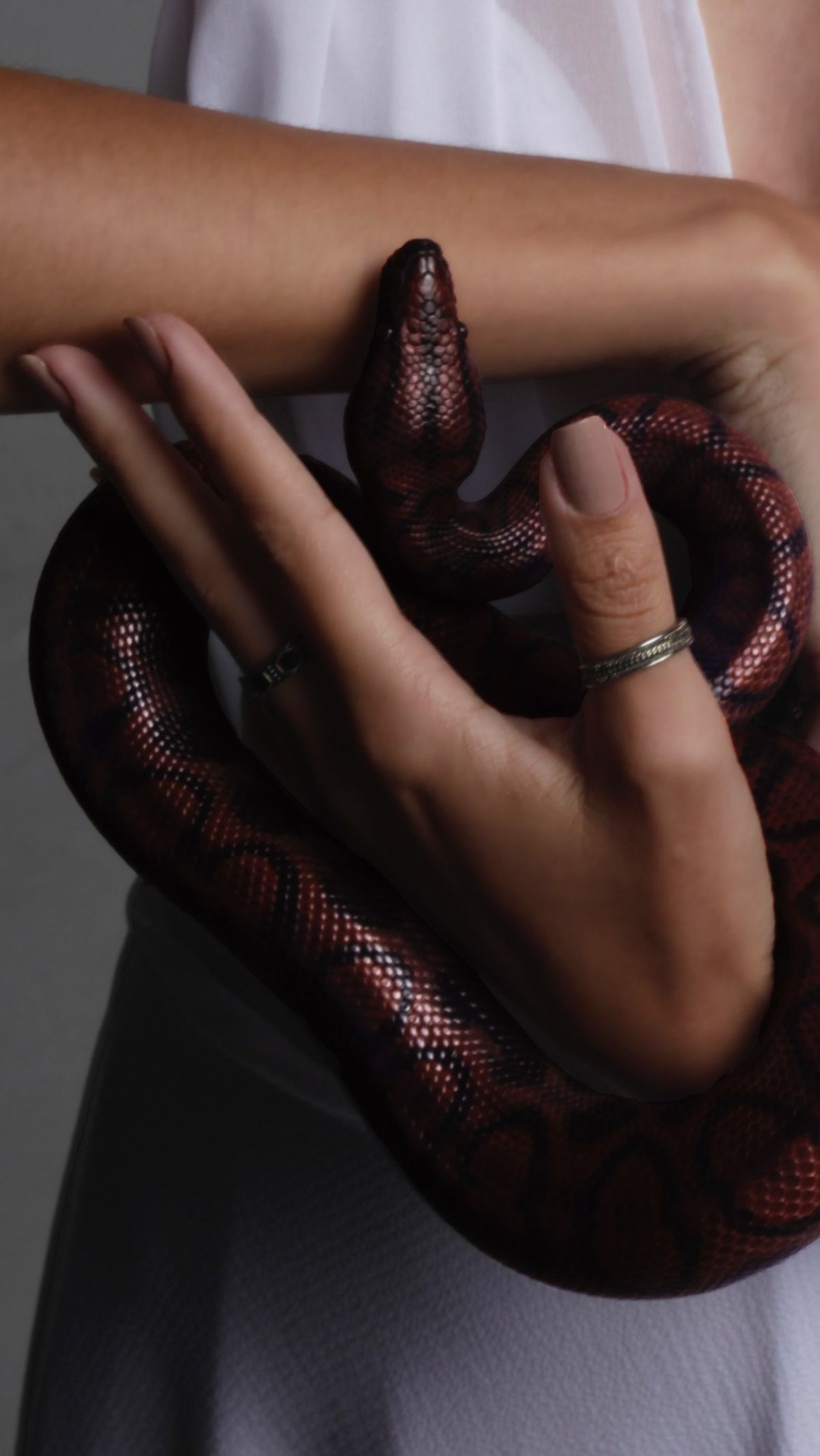 7. Record Snake Characteristics