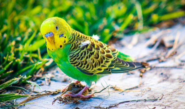 1. Parakeets