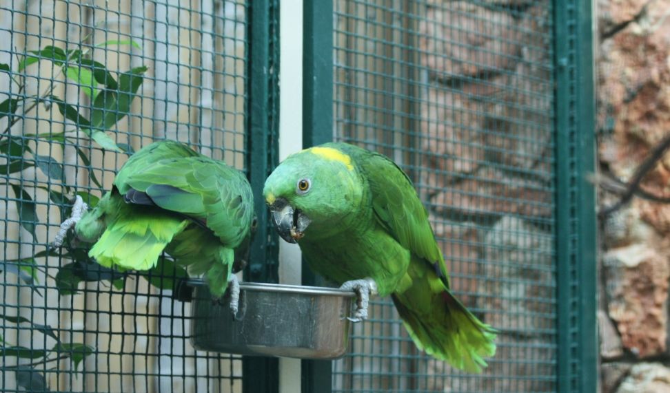 2. Amazon Parrots