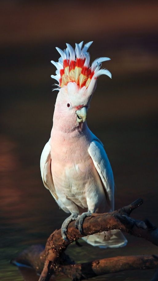 3. Cockatoos